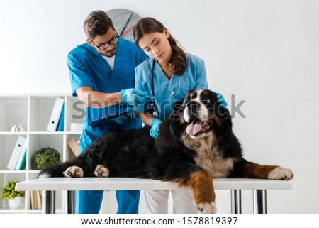 young veterinarian pointing with pen while colleague examining bernese mountain dog lying on table