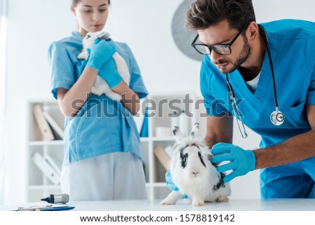 young veterinarians examining two adorable rabbits in clinic
