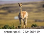 A young vicuna in the middle of the Atacama Desert in Chile looks curiously at the camera.