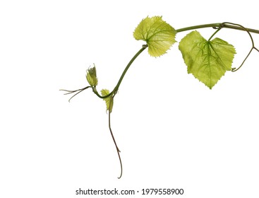 Young vine leaves, grapevine stem isolated on white background