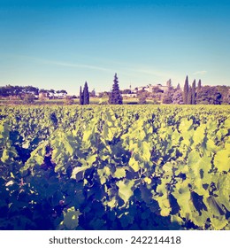 Young Vineyard In Southern France, Instagram Effect