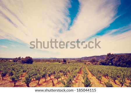 Image, Stock Photo Olive trees in rows and vineyards in Italy. Olive and wine