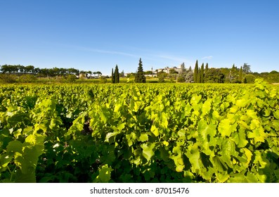 Young Vineyard In Southern France, Region Rhone-Alpes