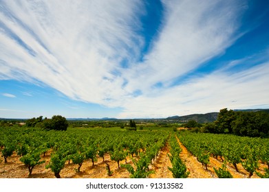 Young Vineyard In Southern France, Region Rhone-Alpes