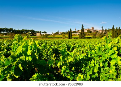 Young Vineyard In Southern France, Region Rhone-Alpes