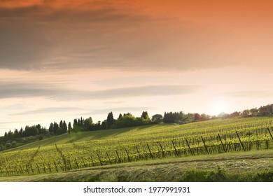 young vineyards at sunset in Tuscany. Chianti region, Italy.