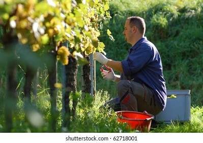 Young vintner is harvesting white grape in the vineyard by sunny wheather