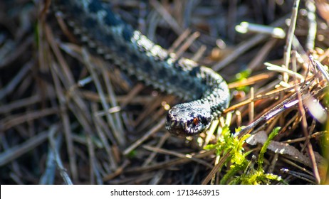 Young Viper (VIpera Berus) During April 2020 In Southern Finland