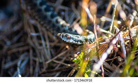 Young Viper (VIpera Berus) During April 2020 In Southern Finland