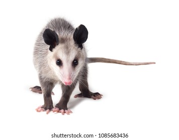 Young Virginian opossum (Didelphis virginiana) stands on a white background and looks at the camera. Isolated