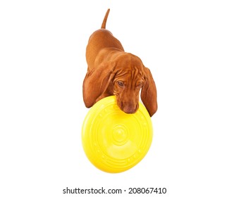 A Young Vizsla Breed Dog Playing With A Yellow Frisbee Disc