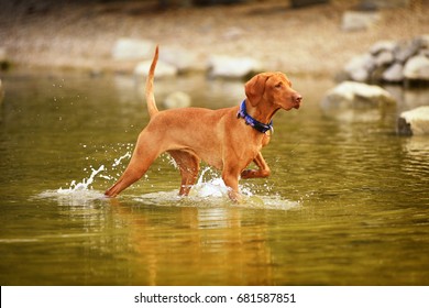 Young Vizsla Having Fun In The Water