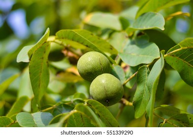 Young Walnut On The Tree Grows