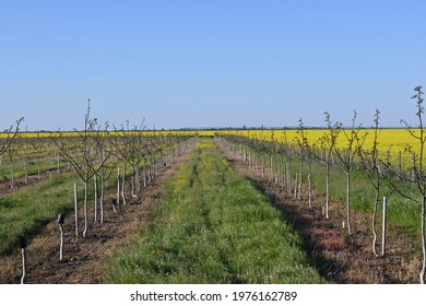 The Young Walnut Orchard In Vrancea