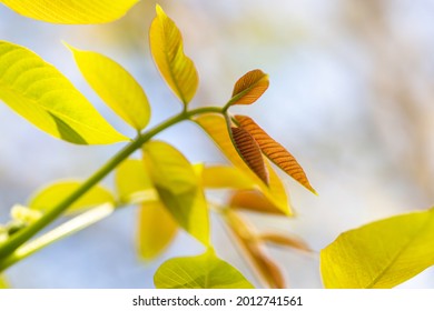 Young Walnut Tree Branch In Early Spring