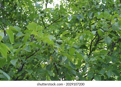 Young Walnut Tree With Young Green Fruits On It