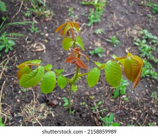 Young Walnut Tree Growing In The Garden