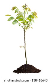 Young Walnut Tree Isolated On White Background