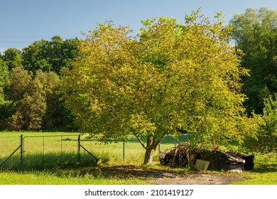 Young Walnut Tree With Orange-yellow Leaves.