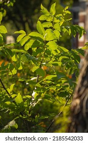 A Young Walnut Tree In The Sun