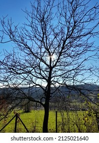 Young Walnut Tree Without Leaves