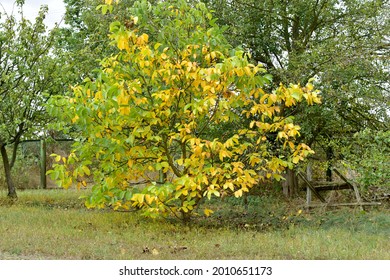 A Young Walnut Tree With A Yellow Crown.