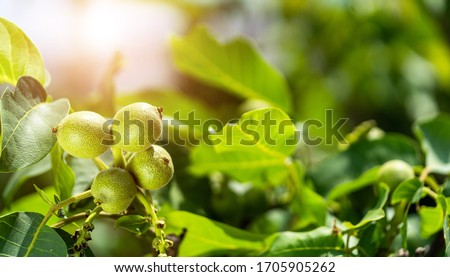 Young walnuts on the tree at sunset. Tree of walnuts. Green leaves background.