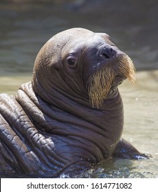 Young Walrus Lies In The Sand