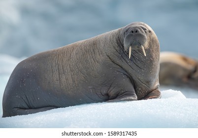 A Young Walrus Resting On A Float Of Ice