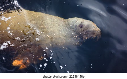 The Young Walrus Swimming Underwater