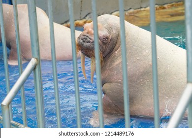 Young Walrus At The Zoo 