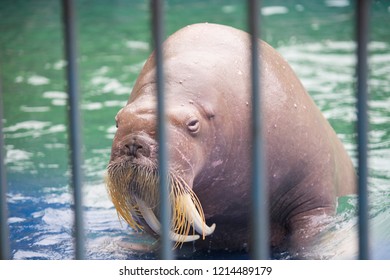 Young Walrus At The Zoo 