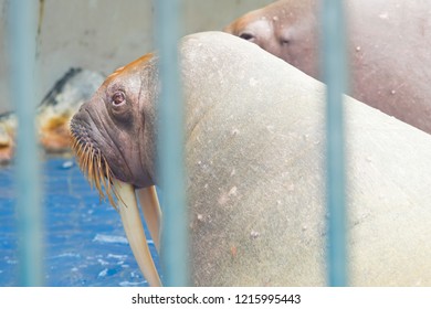 Young Walrus At The Zoo 