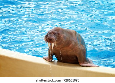 Young Walrus At The Zoo Gets Out Of The Pool.