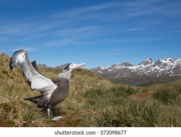 Young wandering albatross displaying, open wings,  with blue sky and mountain background, South Georgia Island, Antarctica