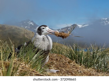 Young wandering albatross playing with grass, with blue sky and mountain background, South Georgia Island, Antarctica