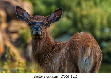 Wapiti Images Stock Photos Vectors Shutterstock