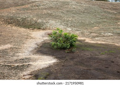 Young Wattle Tree Growing On Granite Rock Formation