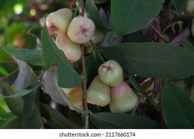 1,554 Wax Apple Tree Images, Stock Photos & Vectors | Shutterstock