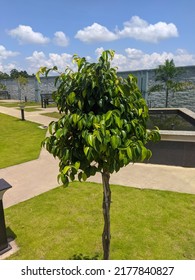 Young Weeping Fig Tree In A Garden