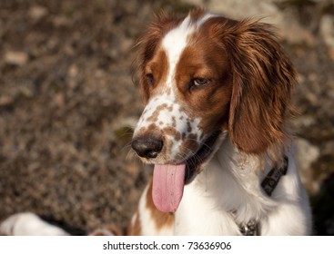 Young Welsh Springer Spaniel