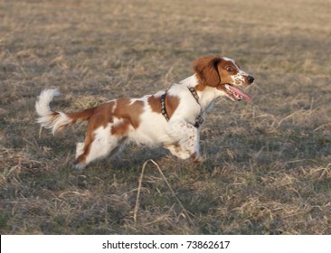 Young Welsh Springer Spaniel