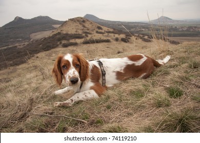 Young Welsh Springer Spaniel