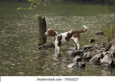 Young Welsh Springer Spaniel