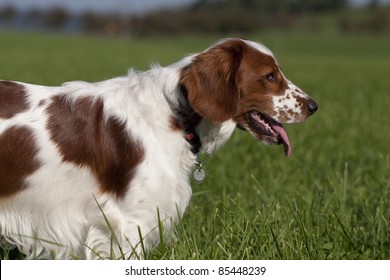 Young Welsh Springer Spaniel