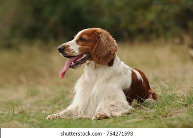 Young welsh springer spaniel lying in the grass. Beautiful hunting dog resting on the ground. Portrait of welsh female dog.