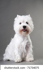 Young West Highland White Terrier on a grey background, West Highland White Terrier in studio