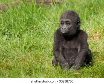 Young Western Lowland Gorilla