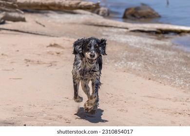 The young wet dog running on the beach - Shutterstock ID 2310854017