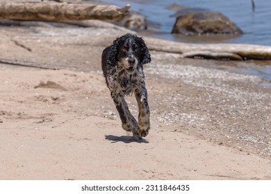 The young wet dog running on the beach - Shutterstock ID 2311846435